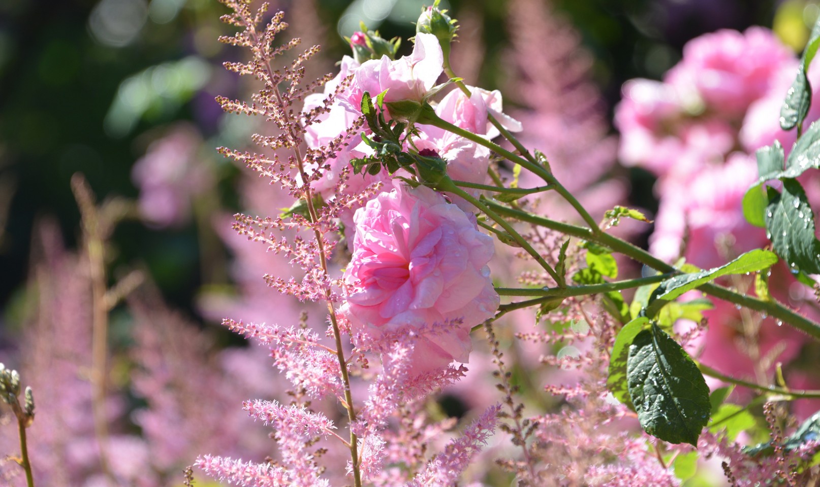 The Butchart  Gardens  Victoria Canada Rose Garden 