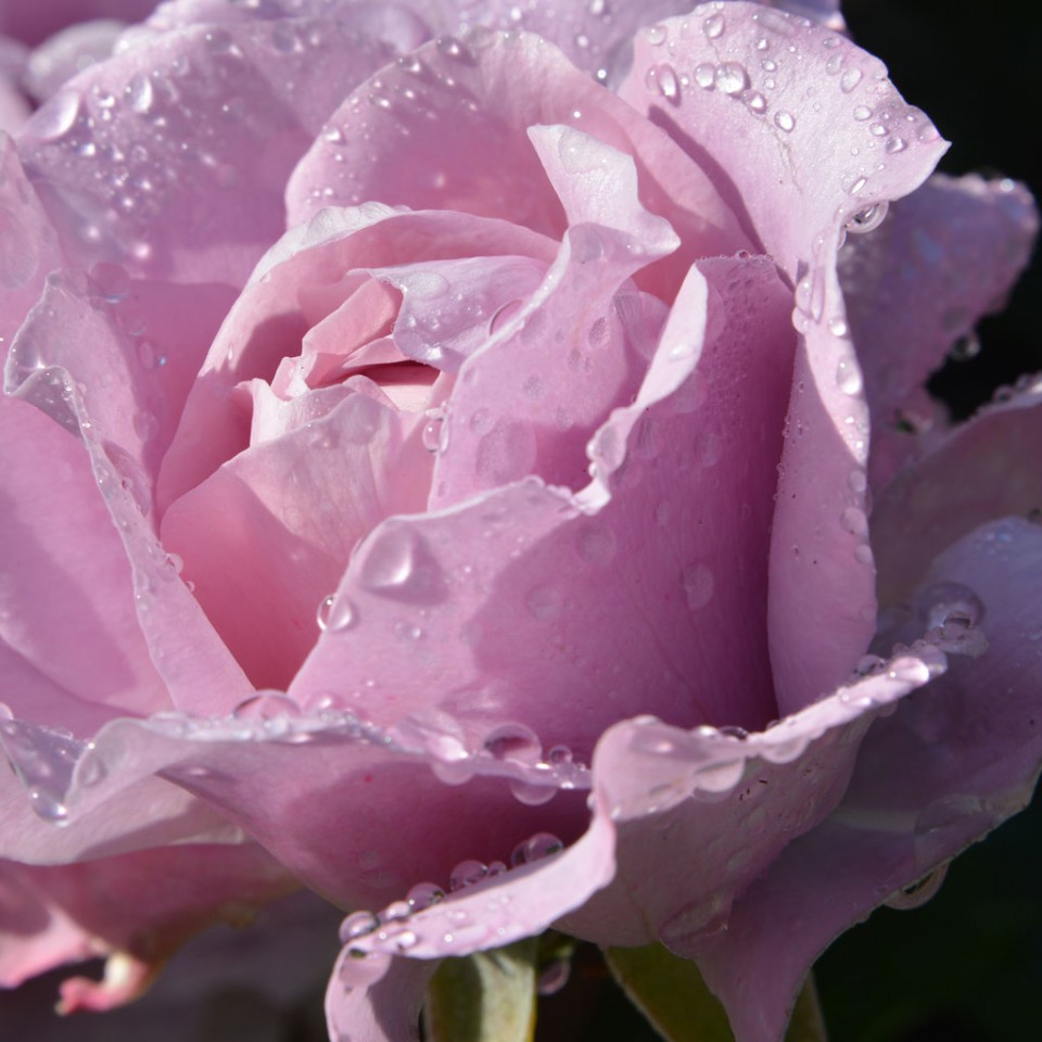 The Butchart  Gardens  Victoria Canada Rose Garden 