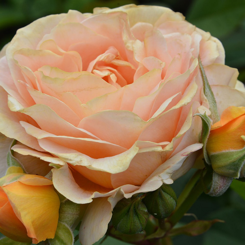 The Butchart  Gardens  Victoria Canada Rose Garden 