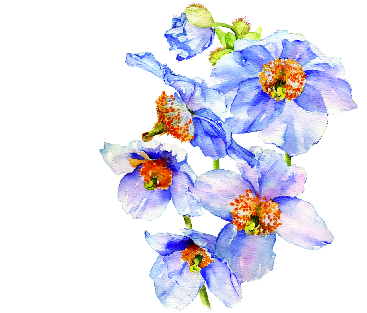 The Butchart Gardens Victoria, Canada The Blue Poppy